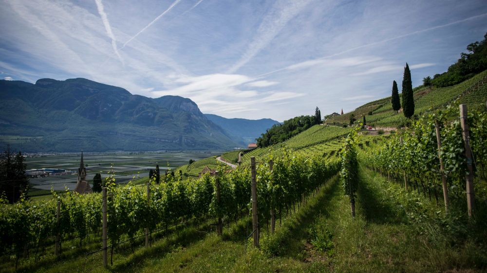 Image by Pexels Vineyard in France