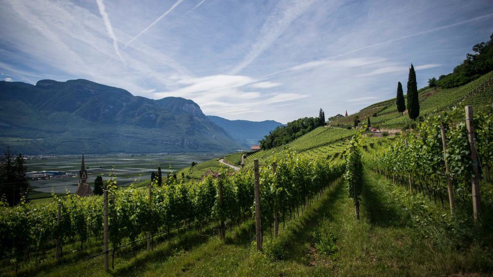 Vineyard in France